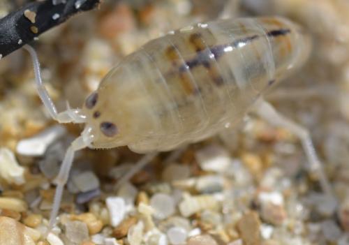 Talitrus saltator